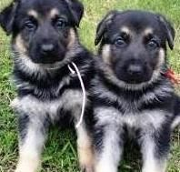 Male And Female German Shepherd Puppies