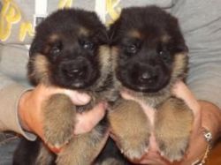 German Shepherd Puppies for Adoption