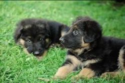 Fantastic German Shepherd Puppies