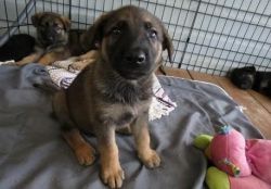 Akc Registered German Sheperd Puppies For Sale