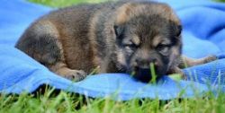 adorable german shepherd puppies ready now