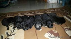 German shepherd puppies are for sale