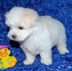 Gyujyf Maltese Puppies For Sale