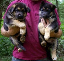 Playful German Shepherd Puppies For Adoption