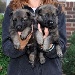 Cute male and female German Shepherd puppies