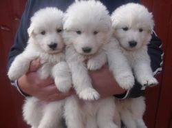 Gorgeous Litter Of White German Shepherd Puppies