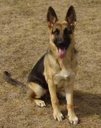 KCI Certified german shepherd pup at ooty