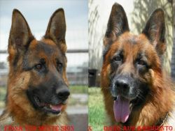 Akc German Shepherd Puppies From Import Sire