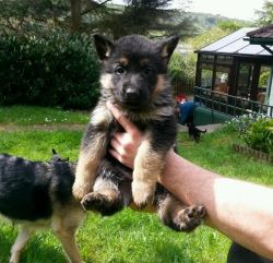German Shepherd pups available for adoption