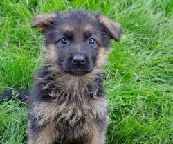cfgd Kc German Shepherd Pups