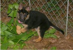 Outstanding Quality Gsd Puppies