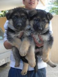 adorable German Shepherd puppies up for a new home