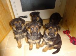 Sweet & Playful German Shepherd puppies