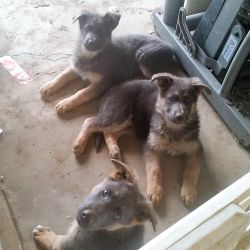 Rare Blue German Shepherd Puppies
