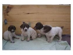 AKC German Shepard puppies available