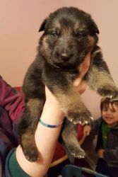 2 yr health guarantee German Shepherd pups