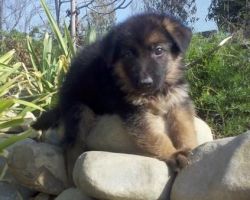 Baron Akc German Shepherd Puppies For Sale