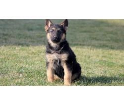 Protective German Shepherd Puppies