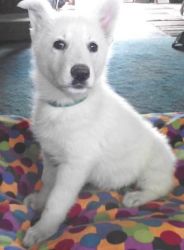 Top Class White German Shepherd Puppies Available