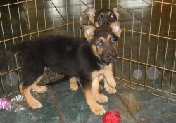 Lovely German Shepherd Puppies For Sale