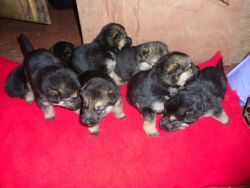 German Shepherd Puppies Ready To Reserve Now