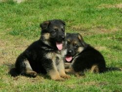 Reg German Shepherd Puppies