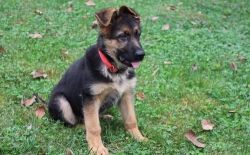 Black And Tan German Shepherd Puppies For Sale