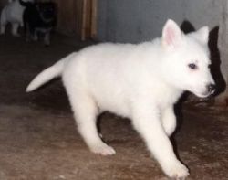 German Shepherd Dog Puppies For Sale $500