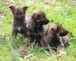 German Shepherd Puppies 7 Weeks