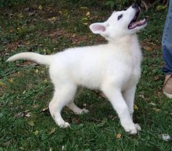 white german shepherd pup ready