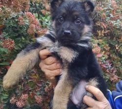 Akc German Shepherd Dog Puppies For Sale