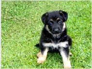 Healthy German Shepherd Puppies for Sale