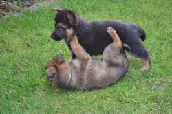 Quality German Shepherd puppies for re-homing