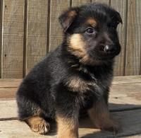 Gorgeous German Shepherd Puppy Needs Loving Home