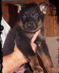 zdxv German Shepherd Dog for sale