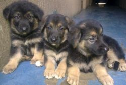 German Shepherd Puppies For good home