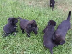 black german shepherd pups