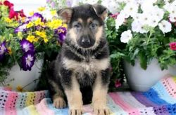 German Shepherd Female and two male for sale