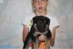 German Shepherd puppies for a new home.