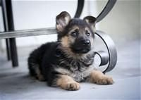 Chunky German Shepherd Pups