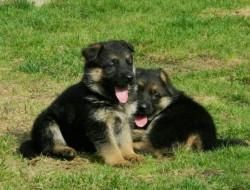German shepherd puppies For Adoption