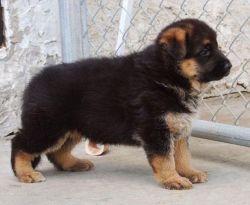 German Shepard Puppies Available For Free Adoption