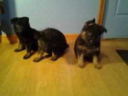 Akc German Shepherd Pups For Sale