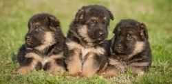 Active German Shepherd Puppies