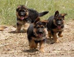 Cute German Shepherd puppies for you
