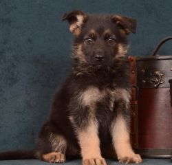 Akc Black And Tan Female Gsd Puppy