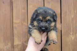 German Shepherd Puppies for adoption