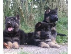 German Shepherd Puppies Available $400.00