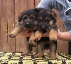 Beutiful Chunky German Shepard Pups