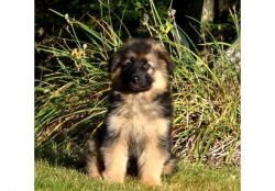 Akc Long Coat German Shepherd Pups